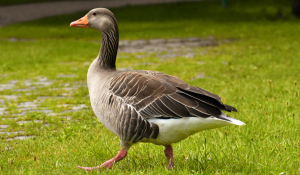 Organisational Culture: A Wild Goose Chase?